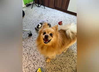 Verspielter Peanut sucht sein Glück!