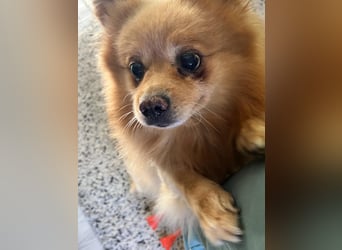 Verspielter Peanut sucht sein Glück!