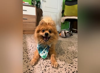 Schatzmeister Teddy Teo sucht erfahrene Menschen