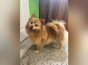 Lieber und offener Milou sucht liebevolles Zuhause