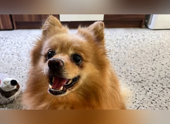 Verspielter Peanut sucht sein Glück!