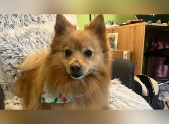 Lieber und offener Milou sucht liebevolles Zuhause
