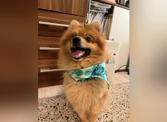 Schatzmeister Teddy Teo sucht erfahrene Menschen