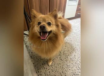 Lieber und offener Milou sucht liebevolles Zuhause