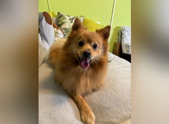 Lieber und offener Milou sucht liebevolles Zuhause
