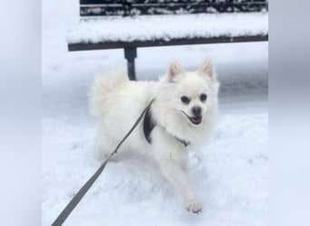 Mia - ist kuschelbedürftig