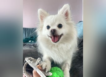 Mia - ist kuschelbedürftig