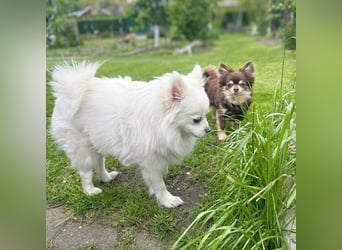 Mia - ist kuschelbedürftig