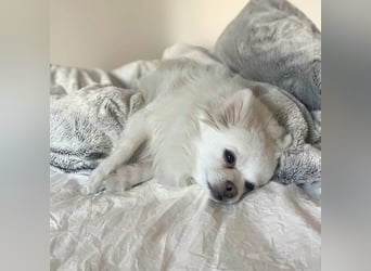 Mia - ist kuschelbedürftig