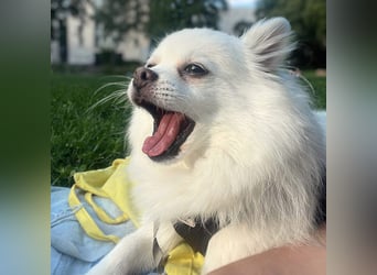 Mia - ist kuschelbedürftig