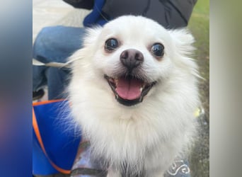 Mia - ist kuschelbedürftig