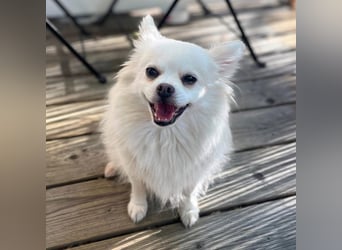 Mia - ist kuschelbedürftig