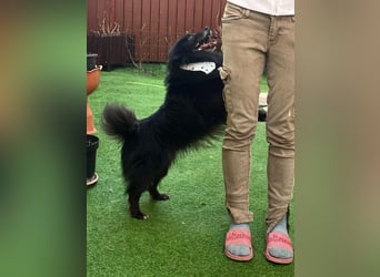 Casper SR – Kleine Maus sucht Herzensmenschen