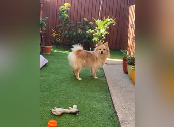 Verspielte Luna-SR sucht ihr Für-immer-Zuhause 