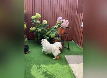 Rosie 2 – Ruhige Spitz-Dame sucht liebevolles Zuhause