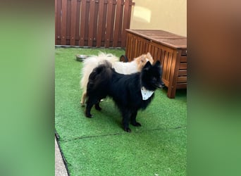 Casper SR – Kleine Maus sucht Herzensmenschen