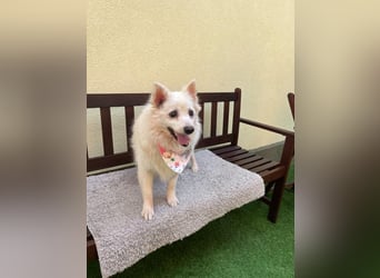 Rosie 2 – Ruhige Spitz-Dame sucht liebevolles Zuhause