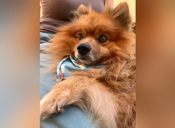 Benny-SR – fröhlicher kleiner Spitzmann sucht ein Zuhause 