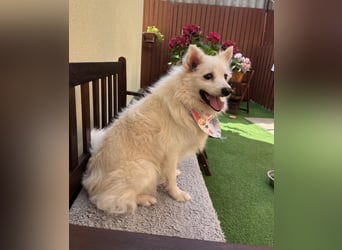 Rosie 2 – Ruhige Spitz-Dame sucht liebevolles Zuhause