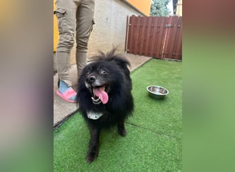 Casper SR – Kleine Maus sucht Herzensmenschen