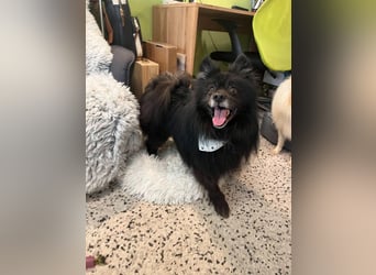 Casper SR – Kleine Maus sucht Herzensmenschen