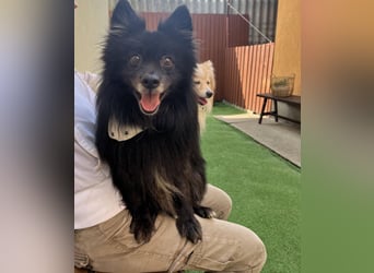 Casper SR – Kleine Maus sucht Herzensmenschen