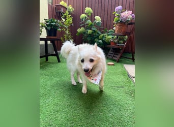 Rosie 2 – Ruhige Spitz-Dame sucht liebevolles Zuhause