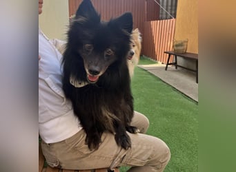 Casper SR – Kleine Maus sucht Herzensmenschen