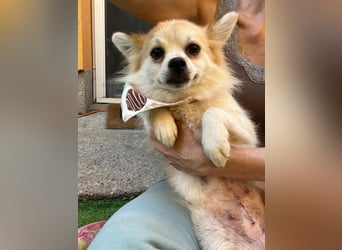 Elsie-SR – kleine Spitzdame mit großem Herz sucht Geborgenheit 