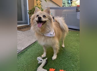 Verspielte Luna-SR sucht ihr Für-immer-Zuhause 