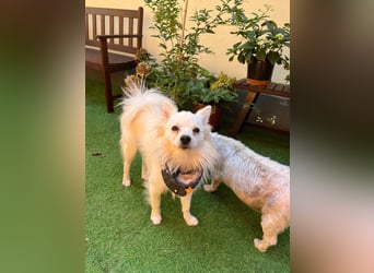 Fröhlicher Jeremy sucht seine Menschen fürs Leben