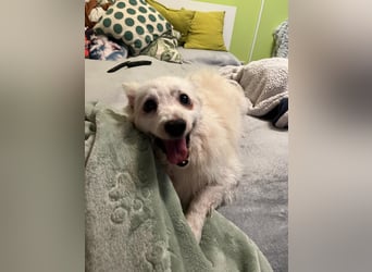 Rosie 2 – Ruhige Spitz-Dame sucht liebevolles Zuhause