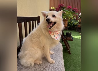 Rosie 2 – Ruhige Spitz-Dame sucht liebevolles Zuhause