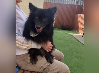 Casper SR – Kleine Maus sucht Herzensmenschen