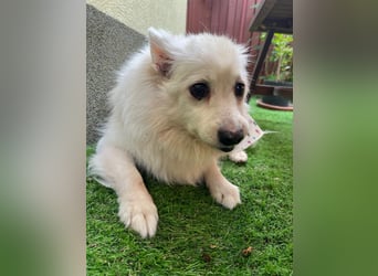 Rosie 2 – Ruhige Spitz-Dame sucht liebevolles Zuhause