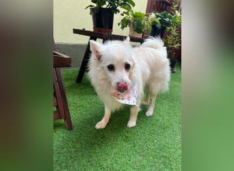 Rosie 2 – Ruhige Spitz-Dame sucht liebevolles Zuhause