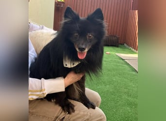 Casper SR – Kleine Maus sucht Herzensmenschen