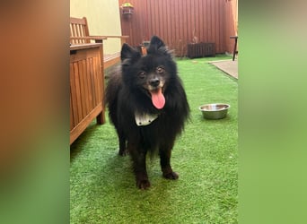 Casper SR – Kleine Maus sucht Herzensmenschen