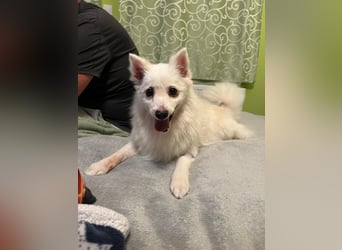 Rosie 2 – Ruhige Spitz-Dame sucht liebevolles Zuhause