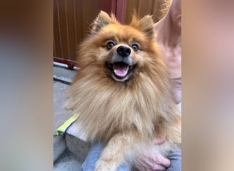 Benny-SR – fröhlicher kleiner Spitzmann sucht ein Zuhause 