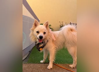 Fröhlicher Jeremy sucht seine Menschen fürs Leben