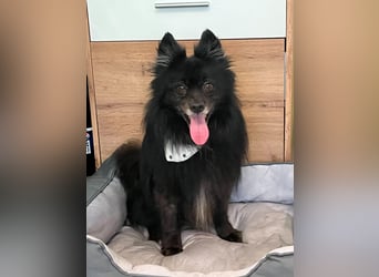 Casper SR – Kleine Maus sucht Herzensmenschen