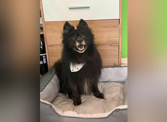 Casper SR – Kleine Maus sucht Herzensmenschen