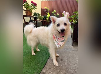 Rosie 2 – Ruhige Spitz-Dame sucht liebevolles Zuhause