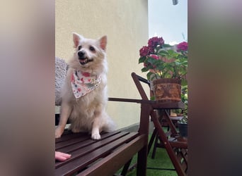 Rosie 2 – Ruhige Spitz-Dame sucht liebevolles Zuhause
