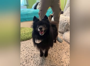 Casper SR – Kleine Maus sucht Herzensmenschen