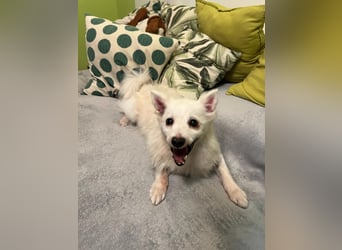 Rosie 2 – Ruhige Spitz-Dame sucht liebevolles Zuhause