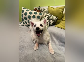 Rosie 2 – Ruhige Spitz-Dame sucht liebevolles Zuhause