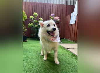 Rosie 2 – Ruhige Spitz-Dame sucht liebevolles Zuhause