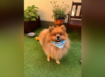 Benny-SR – fröhlicher kleiner Spitzmann sucht ein Zuhause 